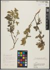 Foto von Salix aegyptiaca L.